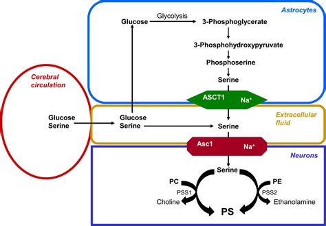 brain out lv 151|Phosphatidylserine in the Brain: Metabolism and Function.